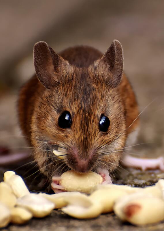 Rat mouse rodent pest control service in birmingham