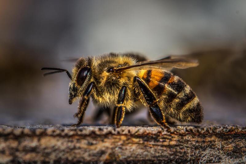 honey bees County Pest Control Birmingham 