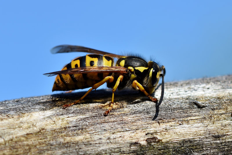 Wasp Bee pest control service in birmingham
